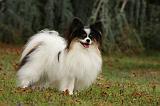 EPAGNEUL PAPILLON 032